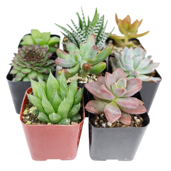 How To Keep Your Pets Away From Your Succulents Succulents Box