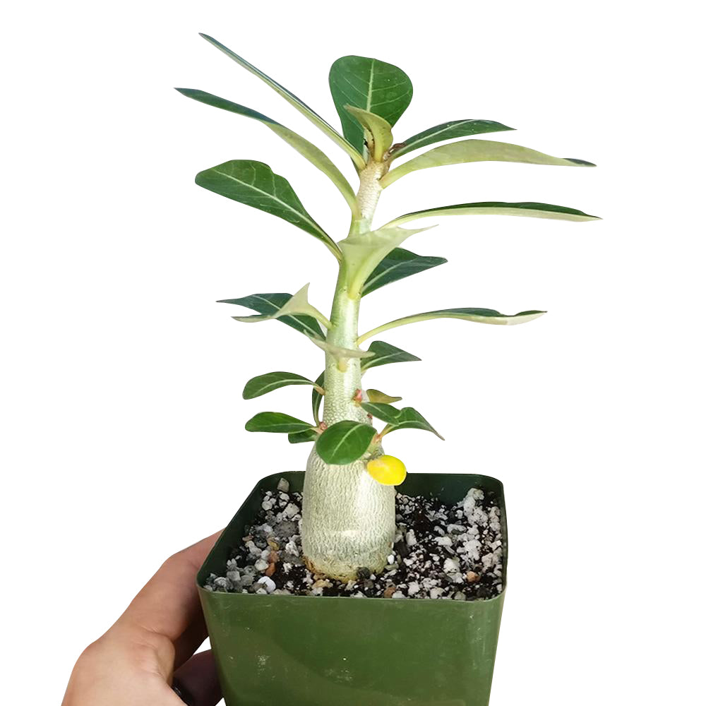 Adenium Obesum Desert Rose Plant For Sale With Care Guide Succulents Box