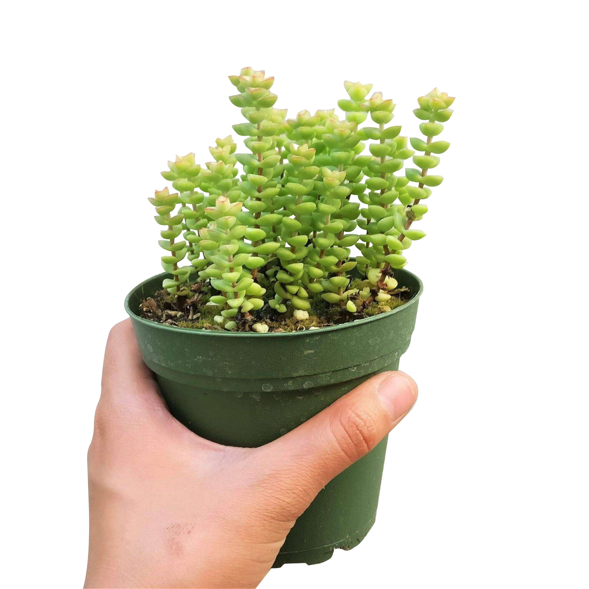 Crassula Tom Thumb Succulent For Sale Succulent Care Succulents Box