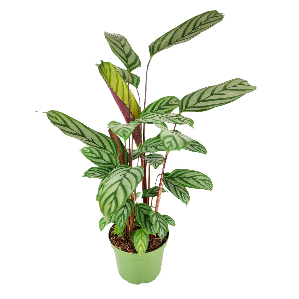 Calathea Setosa Prayer Plant Tropical Houseplants Succulents Box