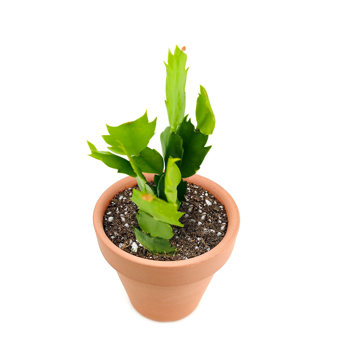 Schlumbergera Christmas Cactus Winter Bloom Holiday Cactus Sale Succulents Box