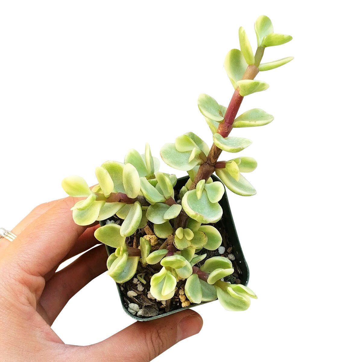 Elephant Bush Portulacaria Afra Variegata Plant Money Tree For Sale Succulents Box