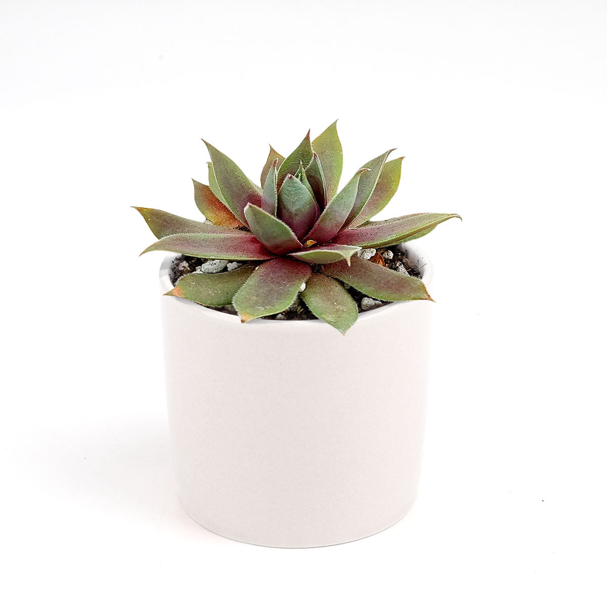 Sempervivum Red Lion Rosette Shaped Succulent Succulent Gift Ideas Succulents Box