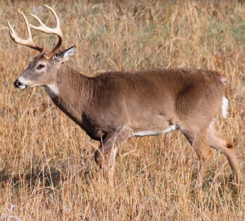 Best Georgia Deer Hunting Outfitters Hunting Giant Hunting Giant