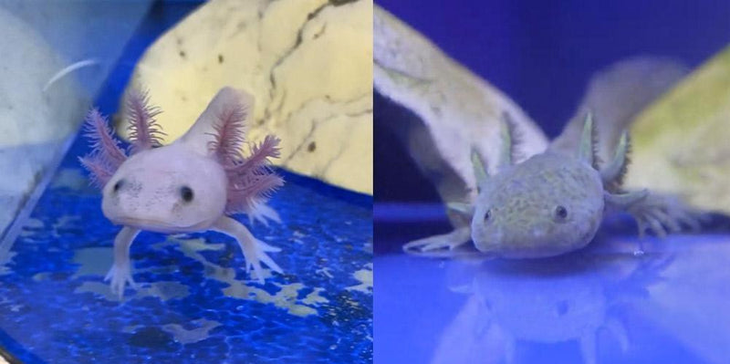 What You Need To Know About Owning An Axolotl