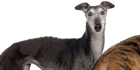 Greyhound Rescue Dogs In Chicago Pilates Pups Event Raises 410