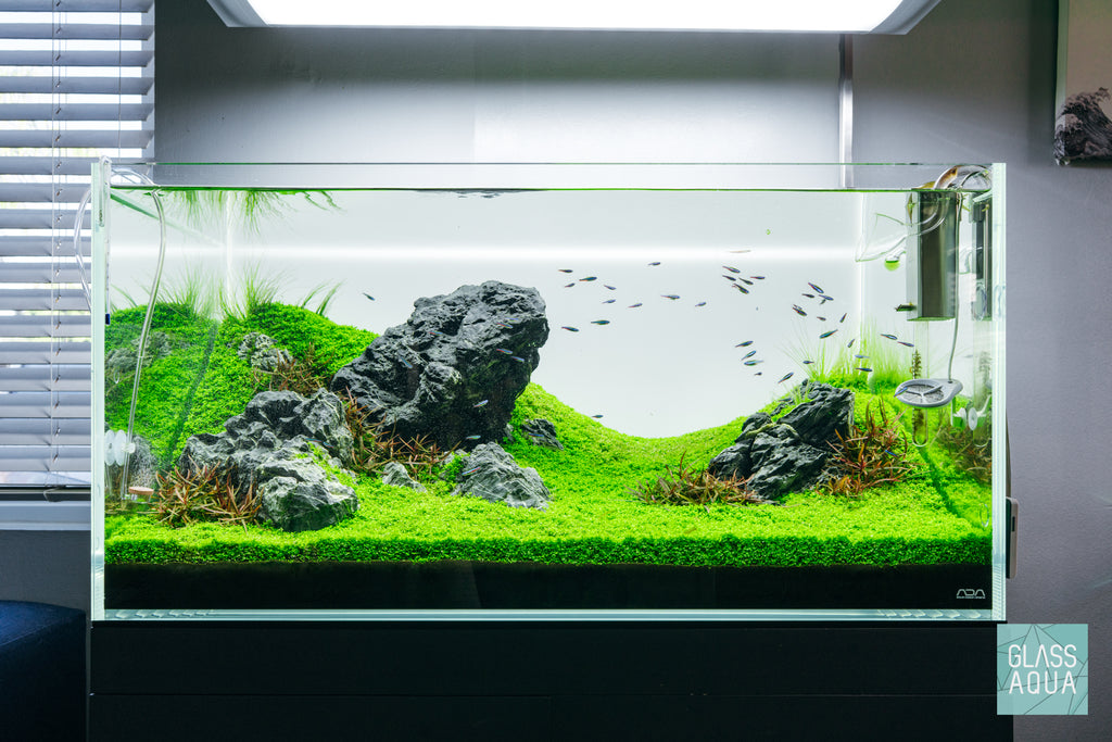 monte carlo plant