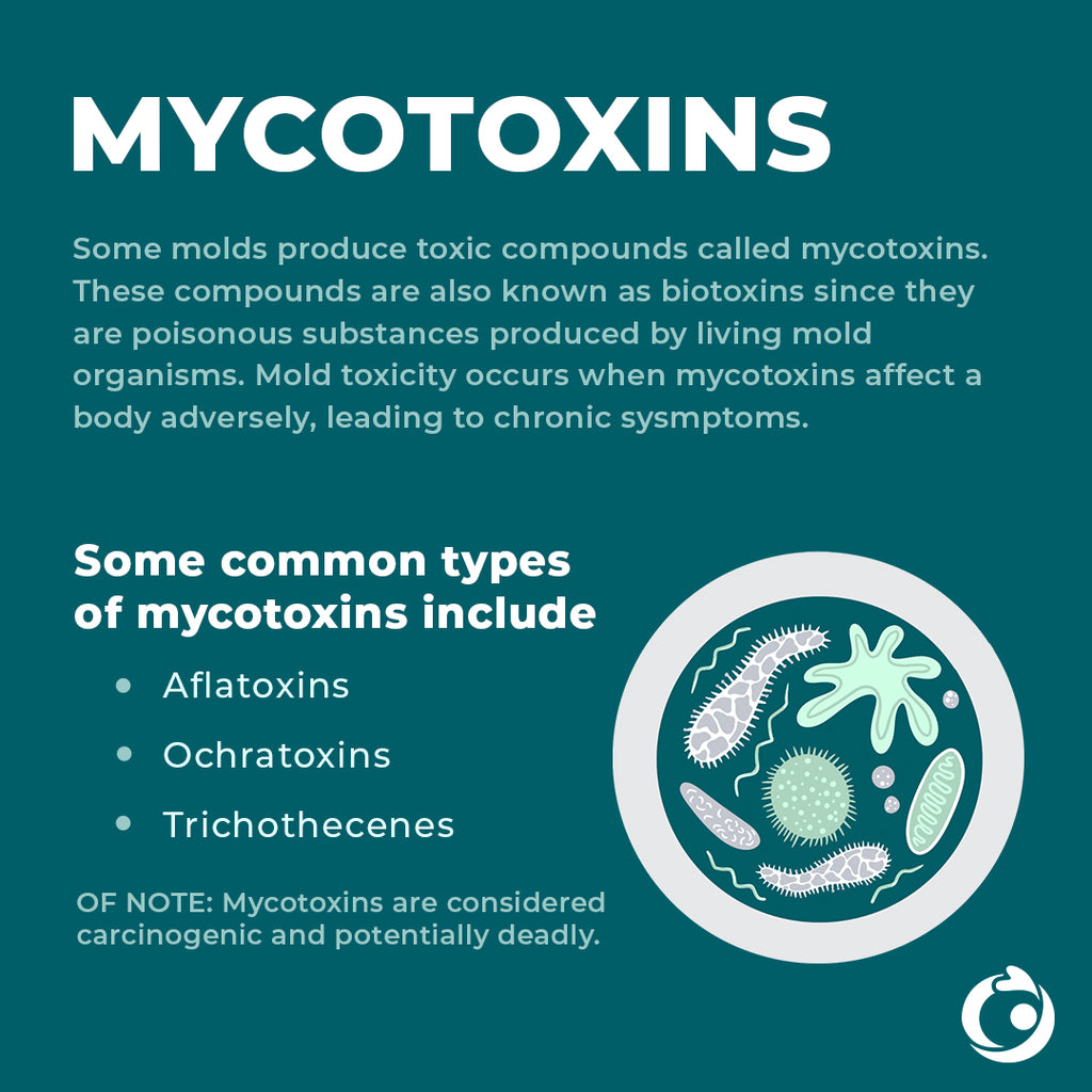 Mold Toxicity Black Mold Symptoms Solutions Microbe Formulas