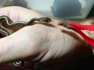 Reptile Care Blog Tagged Garter Snake Food Reptilinks