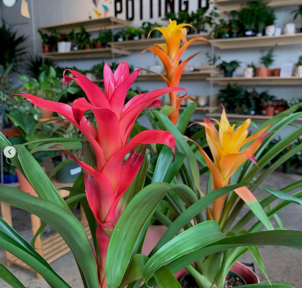 Plant Feature Bromeliads Art Terrarium