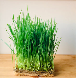 Buy Certified Organic Wheatgrass Seeds For Juicing Everythinggreen Sg