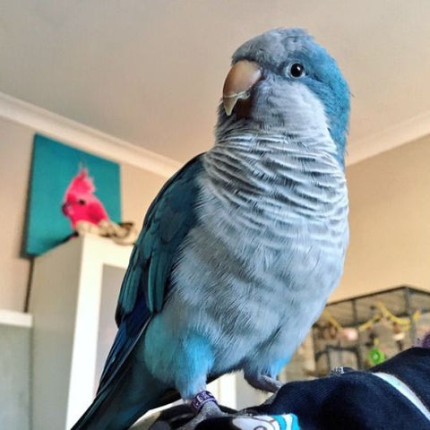Blue Quaker Parrot Care Guide Price Personality Lifespan