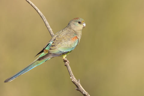 Red Rump Parrot Species Guide A Mild Mannered Parakeet