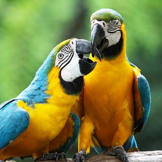 How Long Do Parrots Live Lifespan Of 21 Pet Bird Species
