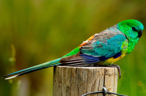 Red Rump Parrot Species Guide A Mild Mannered Parakeet