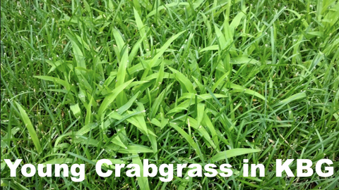 Is It Too Late To Treat Crabgrass