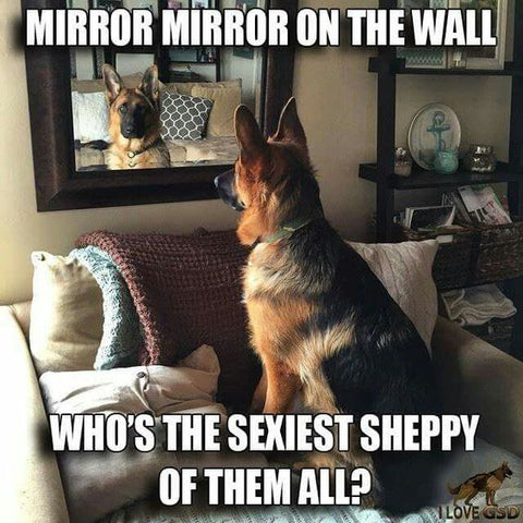 33 German Shepherd Memes That Will Make You Laugh Every Time German Shepherd Shop