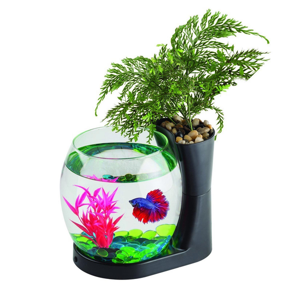 Blue Planet Betta Planter Black 2 8l Glass Bowl Fish Tank With Plant A