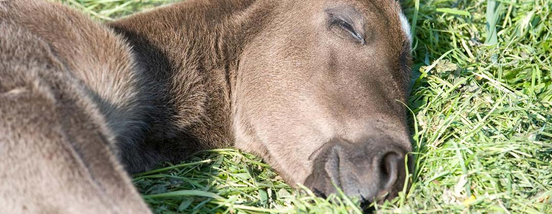 Les 10 Questions Qu On Se Pose Sur Le Cheval Holograbme