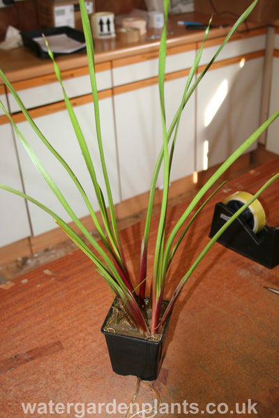 Butomus Umbellatus Water Garden Plants