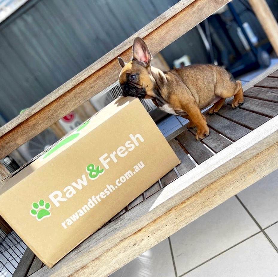 How Much Should I Feed My Puppy Raw Fresh