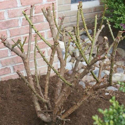 Rose Pruning Puriri Lane