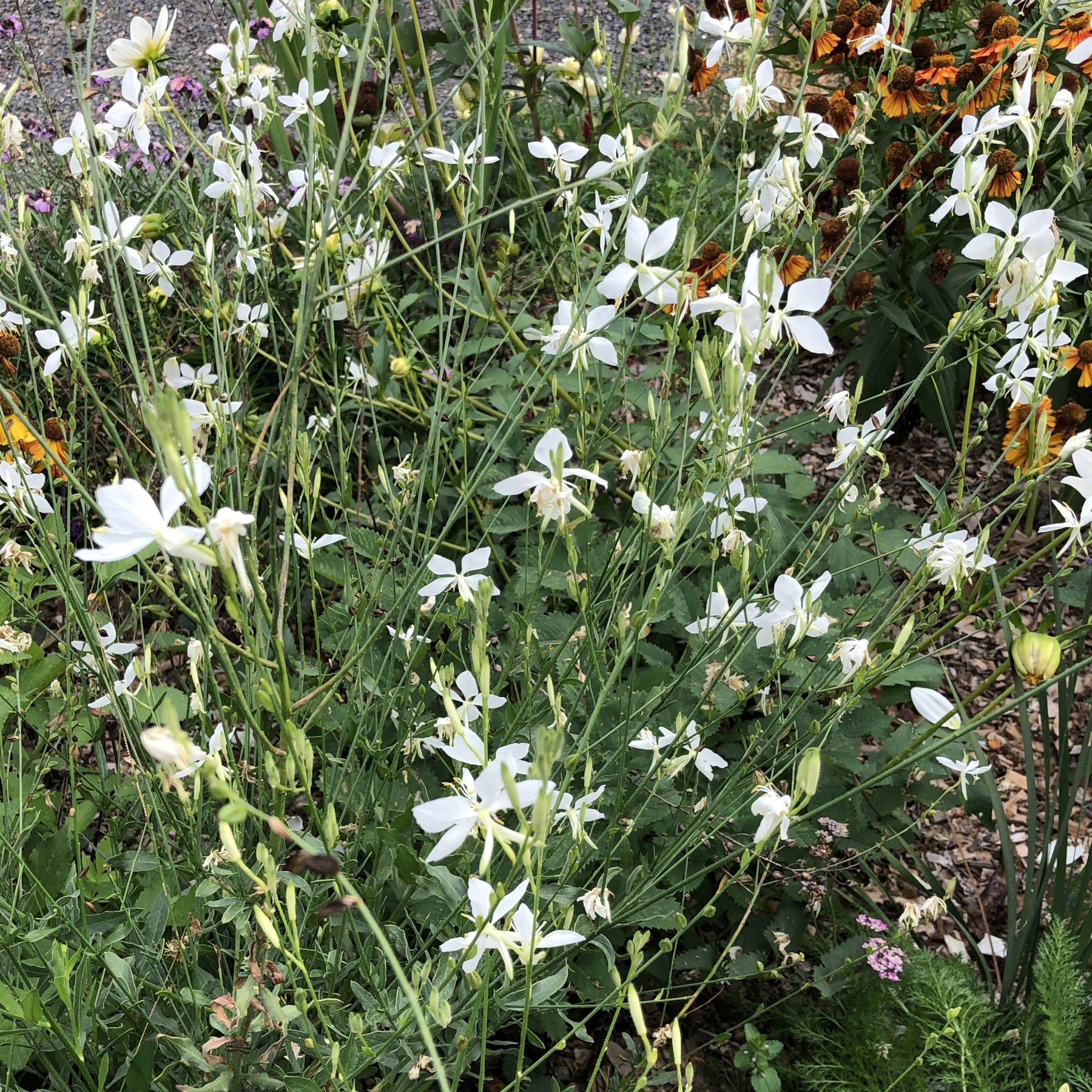 Gaura Lindheimeri Cool Breeze Puriri Lane