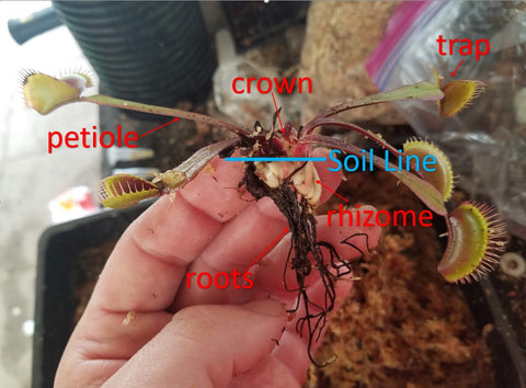 Venus Flytrap Care Instructions Carnivero