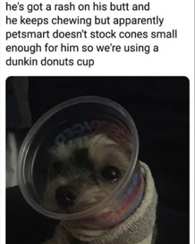 25 Funny Dog Memes That Will Make You Lol Joyride Harness