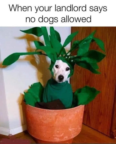 25 Funny Dog Memes That Will Make You Lol Joyride Harness