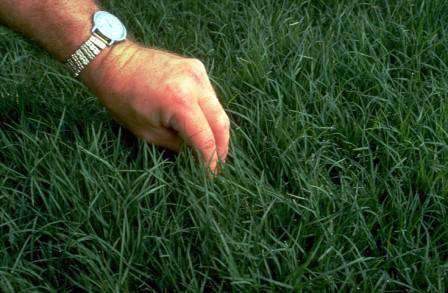 Hancock S Common Bermuda Grass Seed Raw Unhulled Hancockseed Com