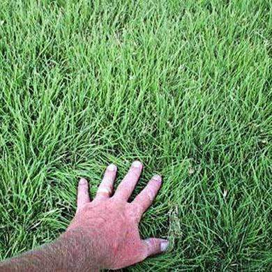 Buffalograss Seed Hancockseed Com