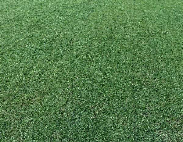 Arden 15 Bermuda Grass Seed Certified Hancockseed Com