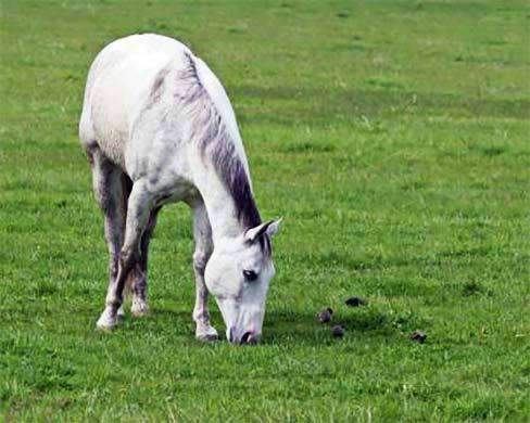 Horse Pasture Grass Seed Mix Warm Climate Hancockseed Com