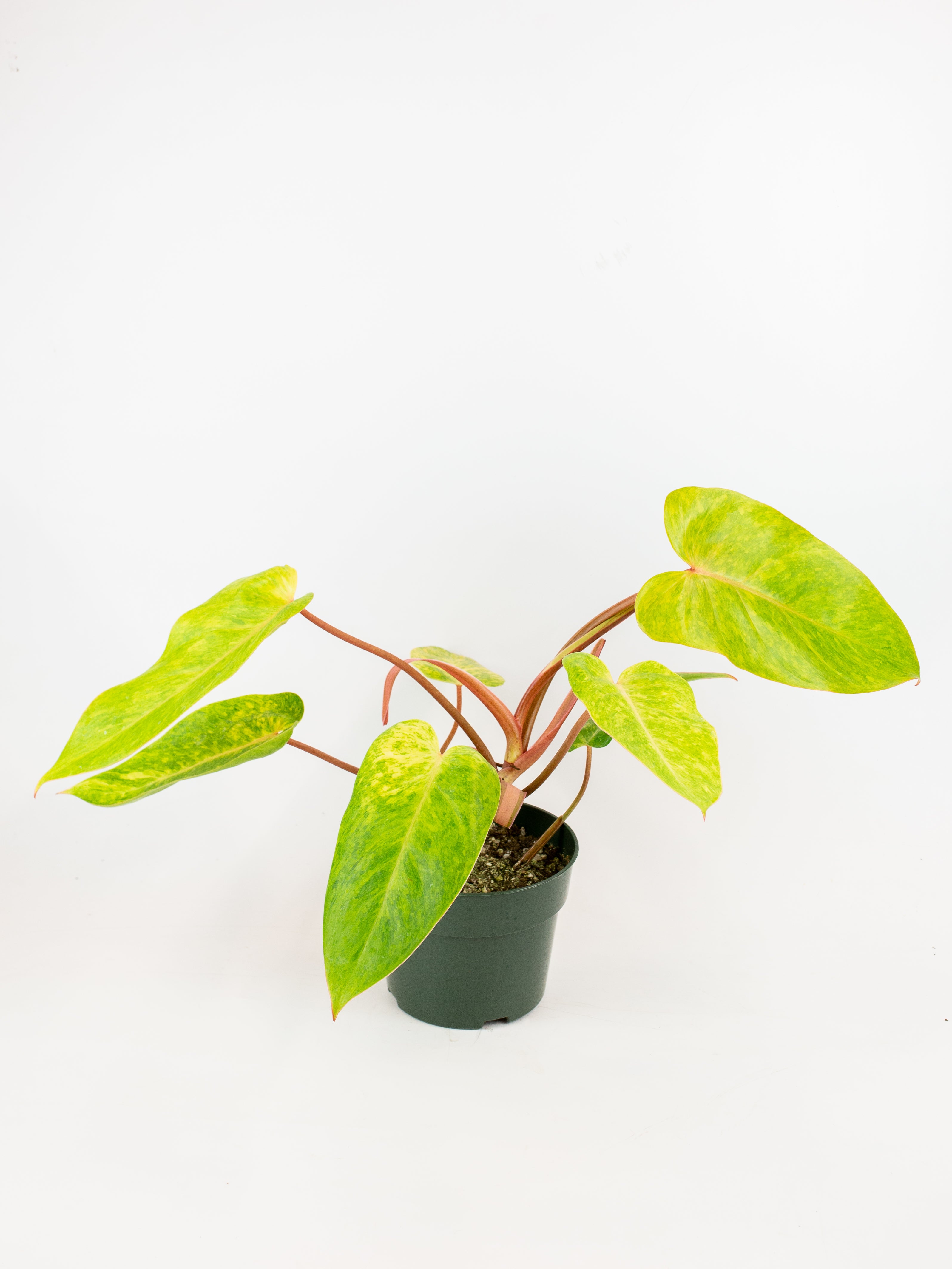 Philodendron Summer Glory Arium Botanicals