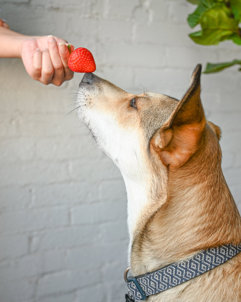 Can Dogs Eat Strawberries A Look At This Sweet Treat The Native Pet