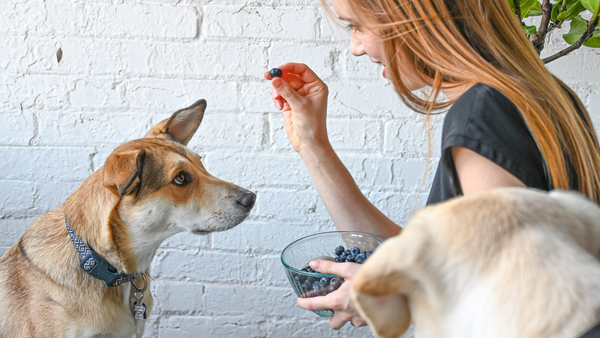 Can Dogs Eat Blueberries The Facts About This Tasty Fruit The Native Pet