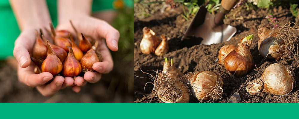 How Deep To Plant Bulbs For Beautiful Blooms Brent Becky S