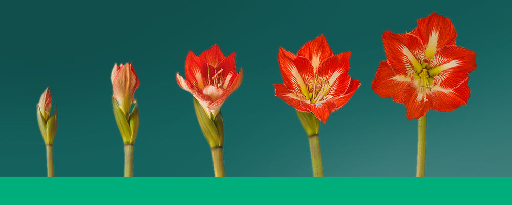 How To Make Amaryllis Bloom Again Brent Becky S
