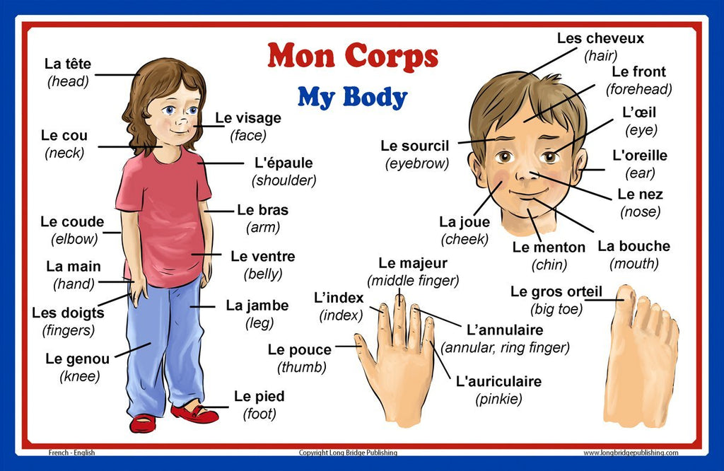 New French Language School Poster Words About Parts Of The Body Wa Long Bridge Publishing