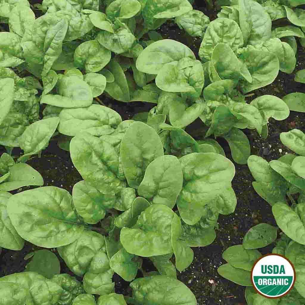 Bloomsdale Long Standing Organic Spinach Seeds Ferry Morse Home Gardening Since 1856