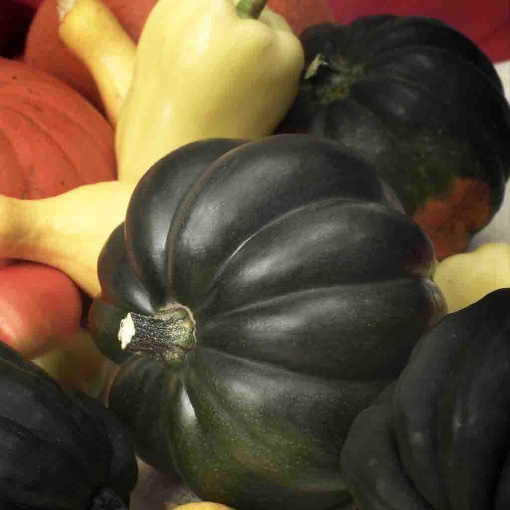 Squash Seeds Table Queen Acorn Ferry Morse Home Gardening Since 1856