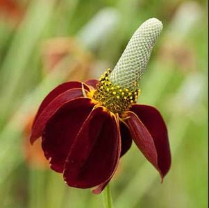 Buy Mexican Hat Plant At Your Local Garden Center American Beauties Native Plants