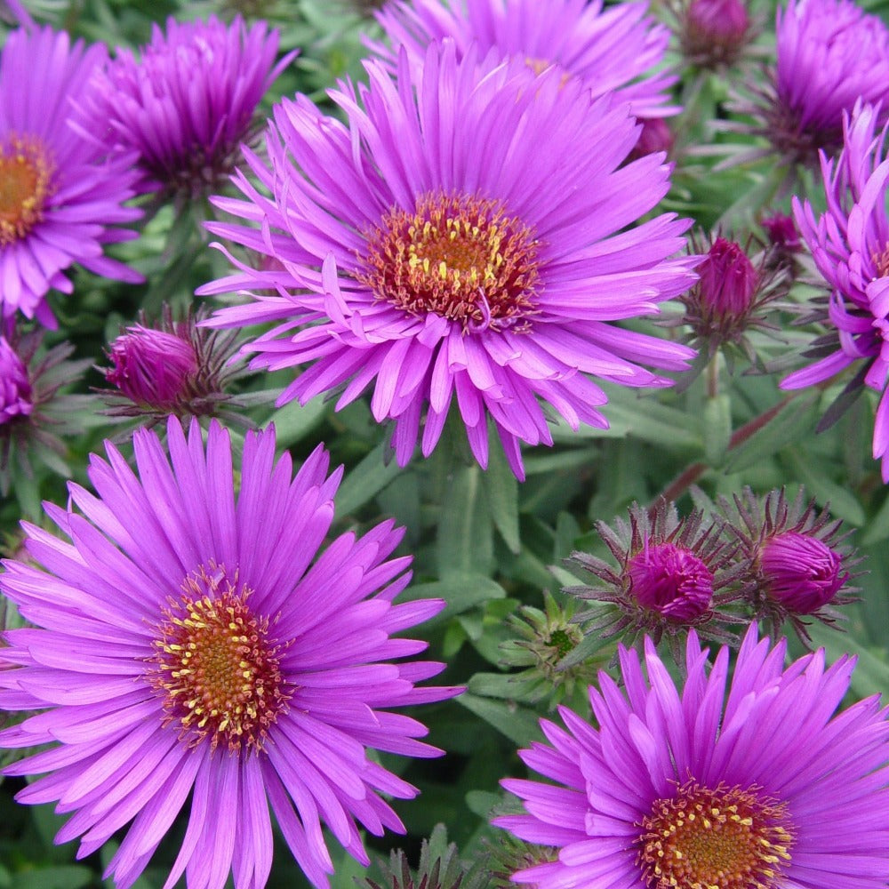 Buy New England Aster At Your Local Garden Center American Beauties Native Plants