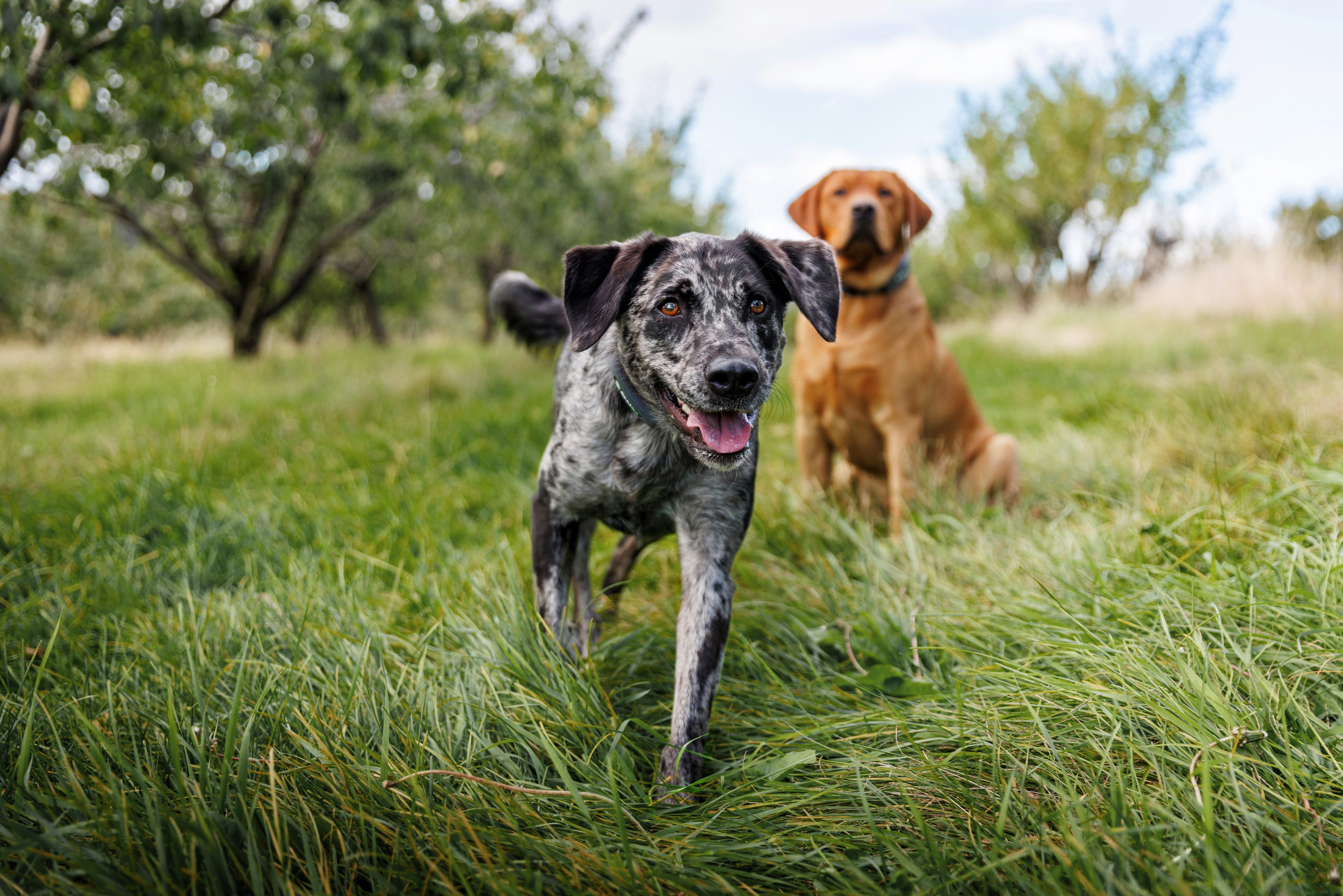 The Best Dog Fence For Large Acreage Wireless Portable Spoton