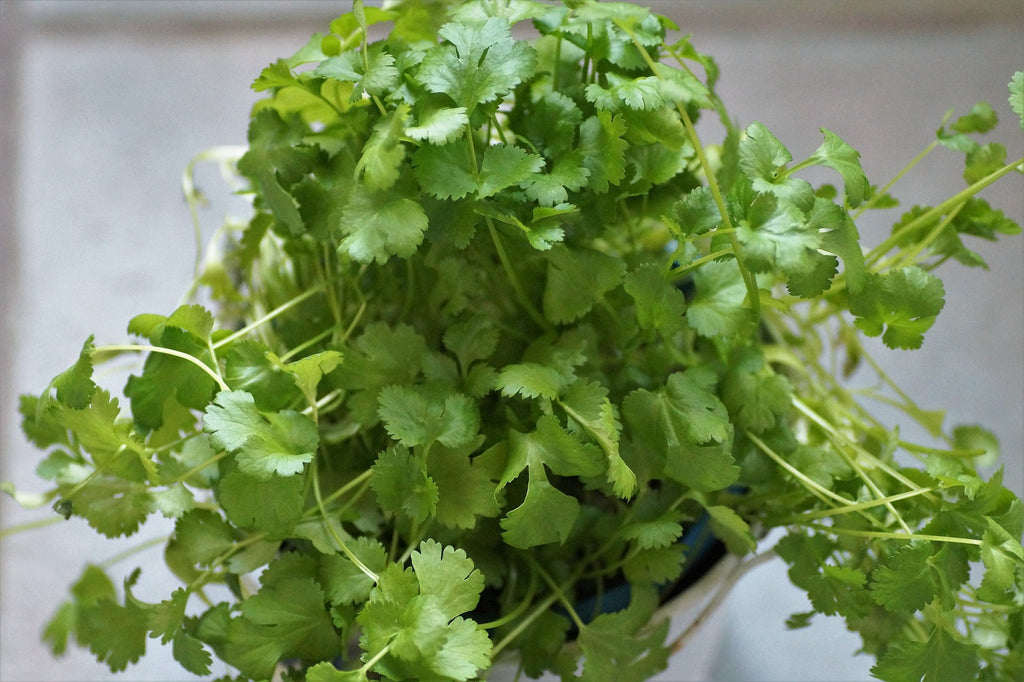 How To Harvest Cilantro Without Killing The Plant Seedsheets
