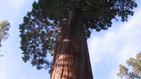 أكبر شجرة في العالم
