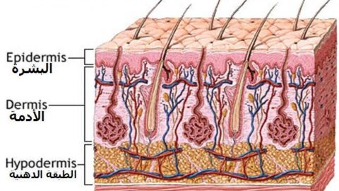 ماذا نسمي الطبقة الداخلية من الجلد