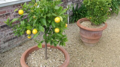 كيفية زراعة شجرة الليمون