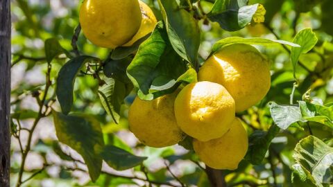 كيف يزرع الليمون